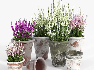 Vibrant Bonsai Potted Plants With Purple Pink Green Foliage In Terracotta Pots Of Various Sizes 3d model