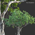 Well Designed Tree Pit With Lush Green Plants And Natural Trunk Elements