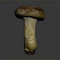 Detailed Organ Structure and Hair Like Surface Texture of Fresh Mushroom on Gray Background