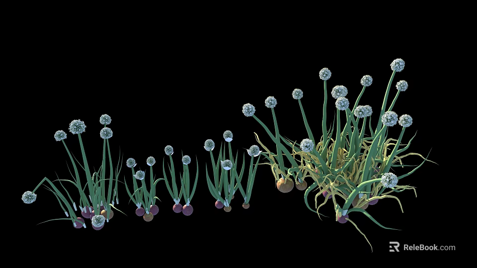 Vegetables Chives With Green Stems White Spherical Flowers Purple Bulbous Roots On Black Background 3d model 