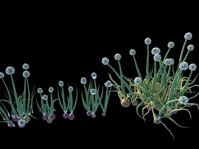 Vegetables Chives With Green Stems White Spherical Flowers Purple Bulbous Roots On Black Background 3d model