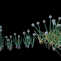 Vegetables Chives With Green Stems White Spherical Flowers Purple Bulbous Roots On Black Background