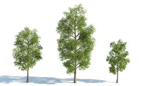 The Modern Tree 3d model