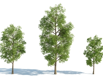 The Modern Tree 3d model