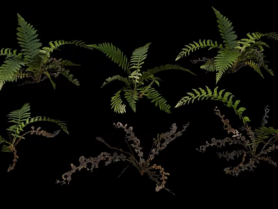 Close up of Various Ferns in Green and Withered States on Black Background 3d model