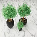Decorative Green Bamboo Bonsai Plants in Black Pots on Marble Surface with Various Sizes