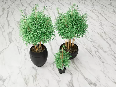 Decorative Green Bamboo Bonsai Plants in Black Pots on Marble Surface with Various Sizes 3d model