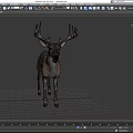 Realistic Spotted Buck Deer With Large Antlers Standing On Gray Background