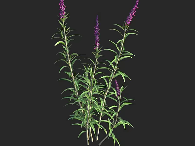Lush Shrub With Green Leaves Vibrant Purple Flowers And Tall Stems 3d model