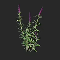 Lush Shrub With Green Leaves Vibrant Purple Flowers And Tall Stems