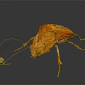 Orange Leaf Insect With Detailed Wing Texture Long Antennae And Small Leaf On Black Background