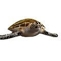 Marine Aquatic Sea Turtle With Golden Brown Patterned Shell And Detailed Flippers