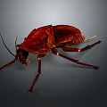 Red Cockroach With Detailed Texture And Long Antennae On Dark Background 3d model