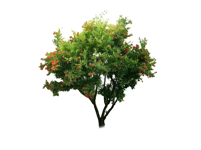 Ornamental Arbor With Lush Green Leaves And Vibrant Red Fruits In Garden 3d model