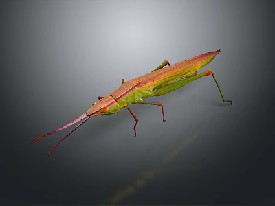 Colorful Stick Insect With Green And Red Body Long Slender Antennae On Grey Background 3d model
