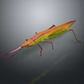 Colorful Stick Insect With Green And Red Body Long Slender Antennae On Grey Background