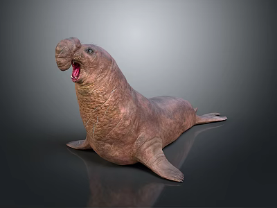 Brown Walrus With Open Mouth And Tusks In Lying Posture On Dark Background 3d model