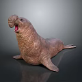 Brown Walrus With Open Mouth And Tusks In Lying Posture On Dark Background