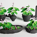 Natural Aquarium Fish Tank With Lotus Leaves Pink Flowers And Decorative Pots