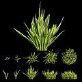 Lush Green Herb Plants With Diverse Leaf Shapes And Round Foliage For Garden