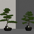 New Chinese Pine Bonsai Pohan Pine Potted Plant 3d model