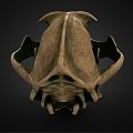 Modern Skull Leopard Skull 3d model