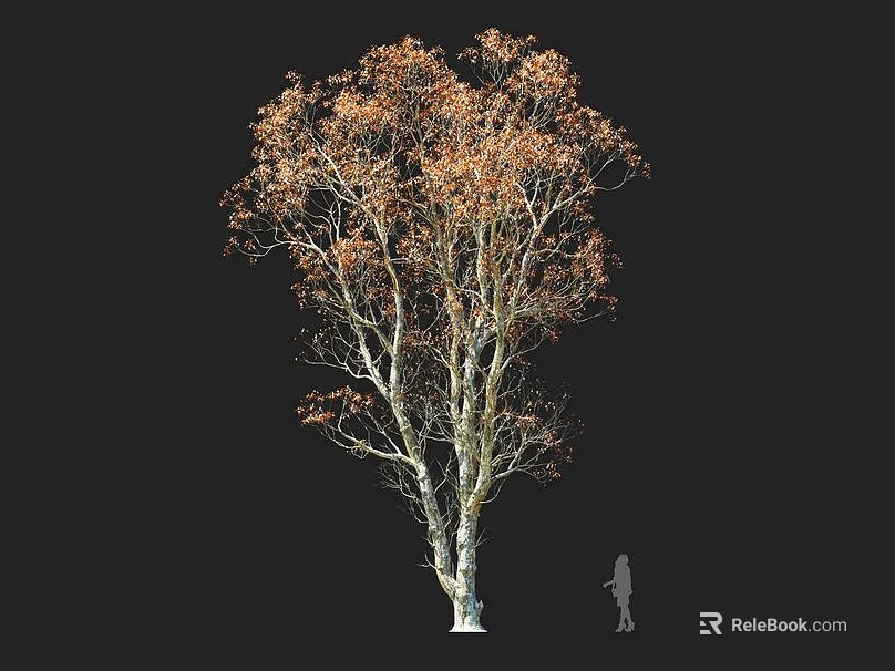 Tall Deciduous Tree With Golden Autumn Leaves And White Textured Trunk Beside Human Silhouette 3d model 
