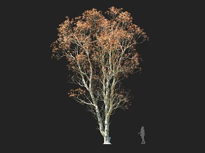 Tall Deciduous Tree With Golden Autumn Leaves And White Textured Trunk Beside Human Silhouette 3d model