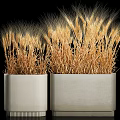 Two White Ceramic Potted Wheat Stalk Plants For Home Decor 3d model