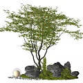 Lush Green Tree with Black Stones Green Moss Ferns and Transparent Sphere on White Pebbles