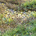 Lush Green Grass and Wild Plants in Natural Outdoor Meadow with Scattered Fallen Leaves