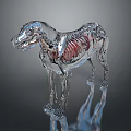 Transparent Dog Skeleton Model as Medical Device for Veterinary Anatomical Education