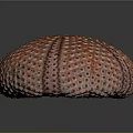 Round Orange Red Sea Urchin With Spiny Surface And Multiple Holes