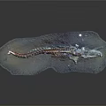 Realistic Crocodile Skeleton Model on Rock Base Display Platform with Detailed Structure 3d model