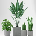 Various Green Leaf Potted Plants in Concrete Pots for Indoor Decoration