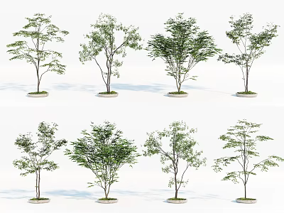 Arbor Trees With Green Leaves Different Trunk Shapes And Circular Base On White Background 3d model