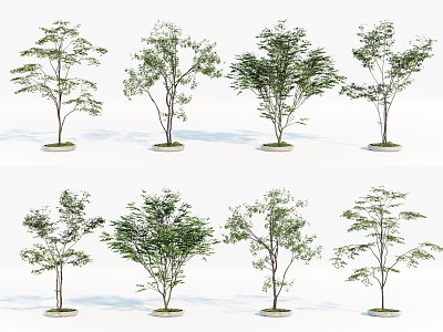 Landscape Trees Courtyard Landscape Trees Street Trees Arbor 3d model