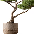 Bonsai Trees With Curved Trunk Exposed Roots in Concrete Pot and Layered Pruned Compact Canopy