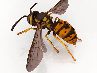 Black And Yellow Wasp Body With Transparent Wings And Orange Legs 3d model