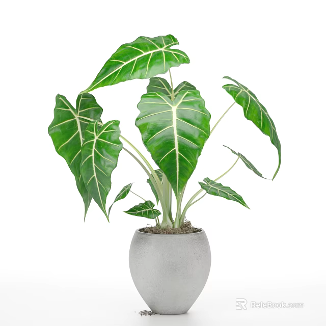 Potted Plant With Large Green Leaves And White Veins In Gray Ceramic Pot 3d model 