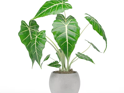 Potted Plant With Large Green Leaves And White Veins In Gray Ceramic Pot 3d model