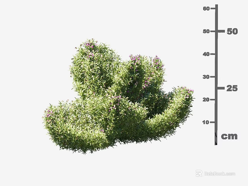 Green Leafy Shrub With Purple Flowers Measuring 50cm Height And 25cm Width 3d model 