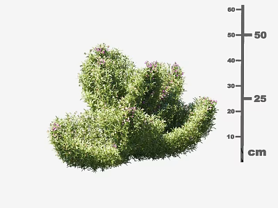 Green Leafy Shrub With Purple Flowers Measuring 50cm Height And 25cm Width 3d model