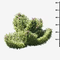 Green Leafy Shrub With Purple Flowers Measuring 50cm Height And 25cm Width