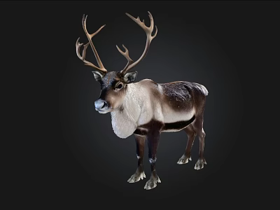 Realistic Reindeer With Large Antlers And Brown White Fur Standing On Black Background 3d model