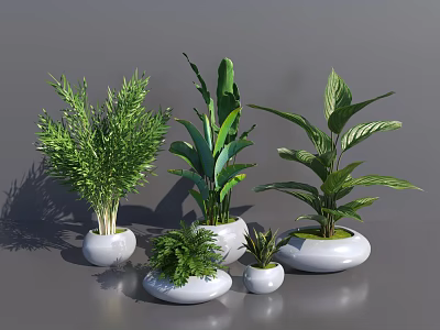 Varied Bonsai Potted Plants With Lush Green Foliage In White Ceramic Pots For Modern Home Decor 3d model