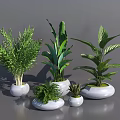 Varied Bonsai Potted Plants With Lush Green Foliage In White Ceramic Pots For Modern Home Decor