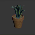 Green Potted Plant With Yellow Edged Leaves In Brown Terracotta Pot