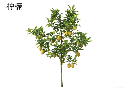 Lush Lemon Tree With Ripe Yellow Lemons And Green Leaves 3d model