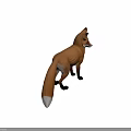 Red Fox With Orange Red Fur White Underbelly And Fluffy Tail Standing Against Dark Background